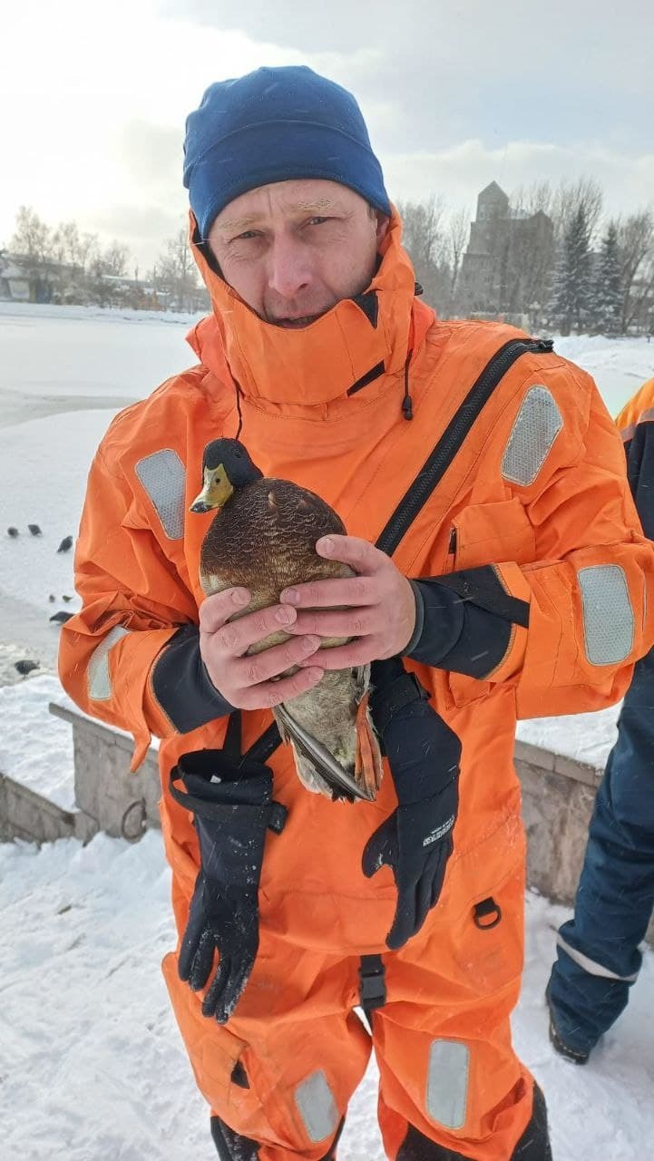 Утки томская область. Белое озеро Томск утки. Утки на белом озере Томск 2021. Птица спасатель. Утки на белом озере в Томске сейчас.