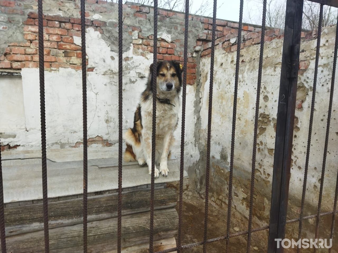 Что известно о новом подрядчике по отлову животных в Томске — TOMSK.RU