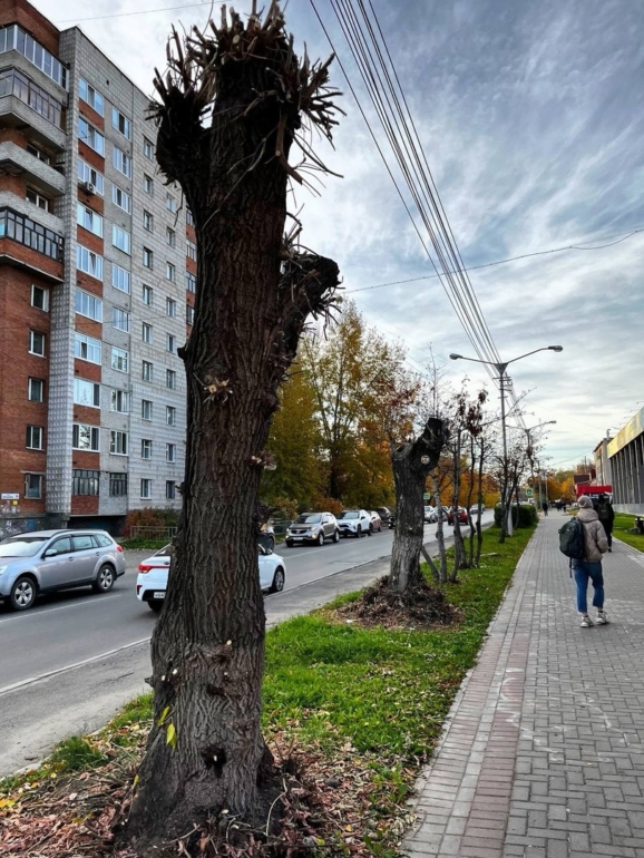 «Убивающая обрезка»: томичи просят Дмитрия Махиню обратить внимание на уничтожение деревьев в городе