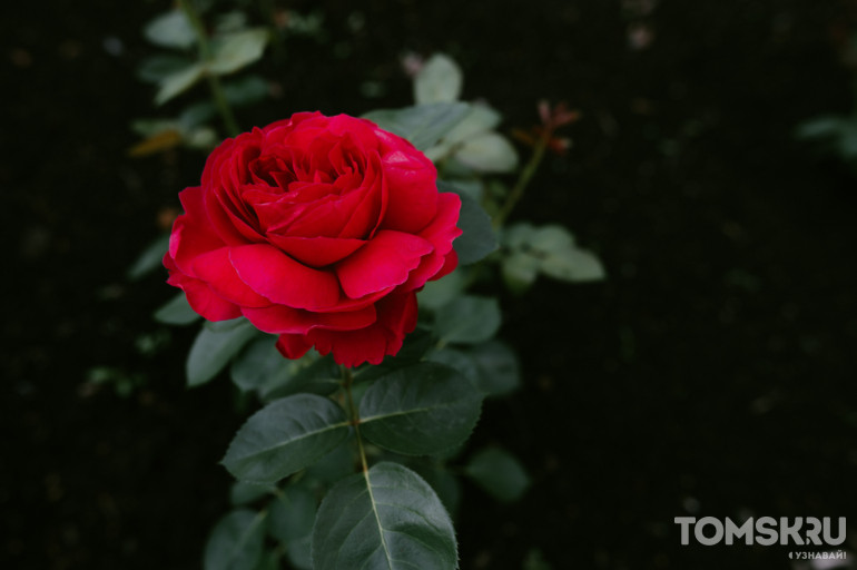 Краски лета: в ботсаду Томска зацвели розы