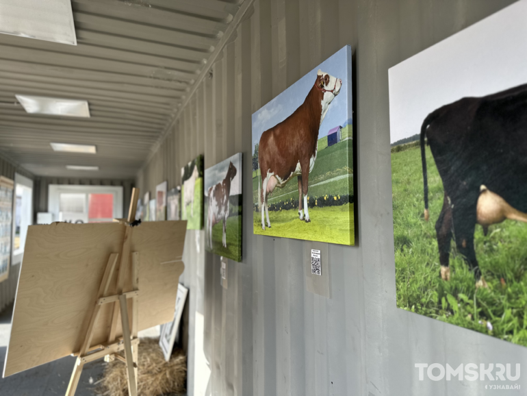 Фотогалерея. Как в Томской области появились коровы джерси