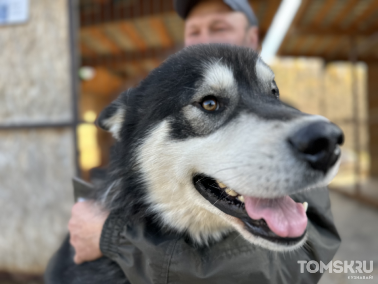 Фотогалерея. «Не бизнес, а члены семьи»: как в томской деревне появился хаски-центр