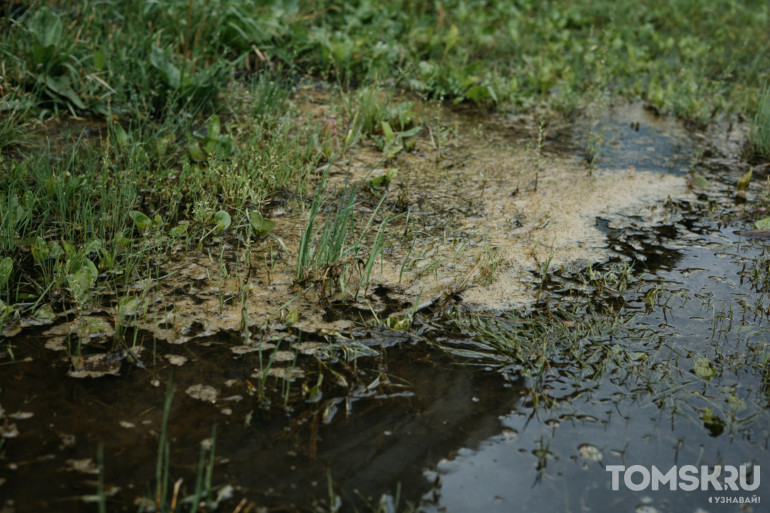 «От воды у нас появились черви»: жители Черемошников показали затопленные дома